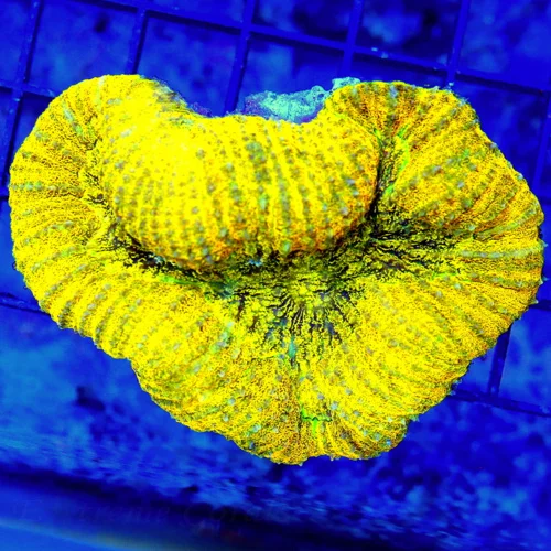 4X3 LOBOPHYLLIA-OUTRAGEOUS ULTRA NEON ORANGE YELLOW ONE OF A KIND COLOR ULTRA GRADE LOBOPHYLLIA