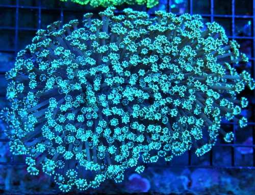 7x5.5 GIANT XXL ULTRA GONIOPORA-SUPER RARE BLUE ULTRA COLORED XXL SHOWPIECE GONIOPORA