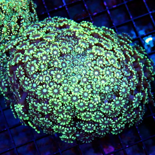 6X5 GIANT XXL ULTRA GONIOPORA-INCREDIBLE SEAFOAM GREEN BLUE EYED ULTRA COLORED GONIOPORA