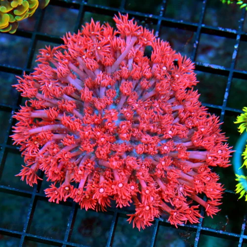 4.5X4 LARGE GONIOPORA-SUPER NEON PURPLE TENTACLED ULTRA ULTRA RED AUSSIE SHOW GONIOPORA-SPECTACULAR