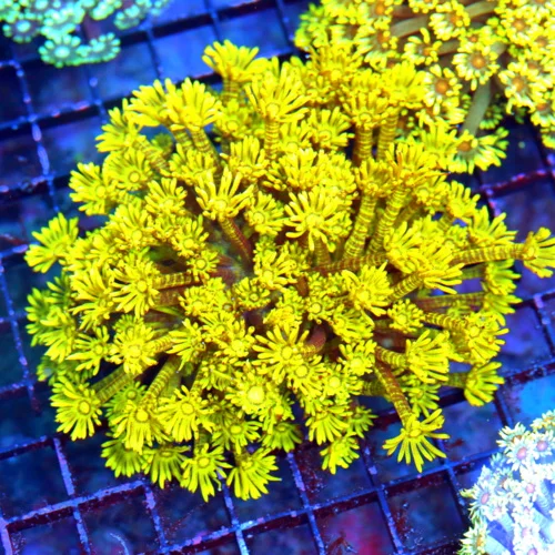 5X5 LARGE ULTRA GONIOPORA-GLOW IN THE DARK NEON NEON YELLOW SCOTT'S HANDPICKED GONIOPORA-AWESOME