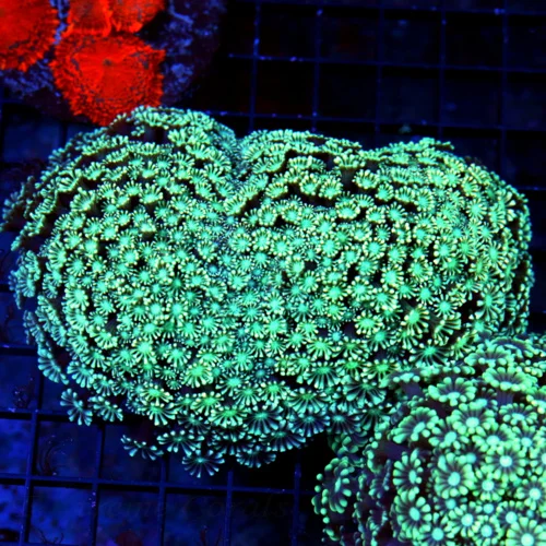 5.5X5 GIANT XL ULTRA GONIOPORA-PINK FLOWERED ULTRA SEAFOAM GREEN BEAUTIFUL INDO ULTRA GONIPORA