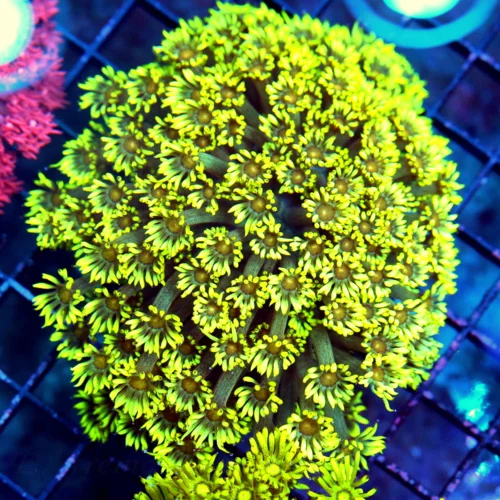 5X4 XL GONIOPORA-SUPER RED ALIEN EYED ULTRA GLOWING YELLOW SHOWPIECE GONIOPORA-SPECTACULAR