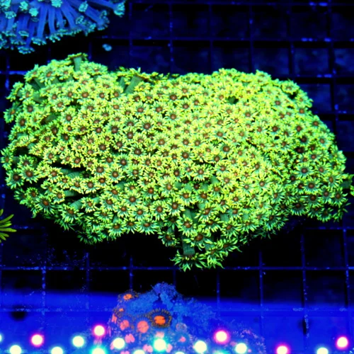 6Z4.5 XL ULTRA GONIOPORA-SUPER SUPER YELLOW RED ALIEN EYED ULTRA COLORED SHOWPIECE GONIOPORA-INCREDI