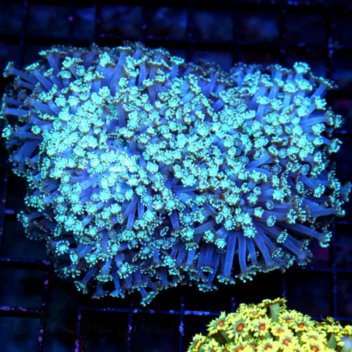 5.5X5 XL ULTRA GONIOPORA-SUPER RARE BLUE ULTRA COLORED XXL SHOWPIECE GONIOPORA