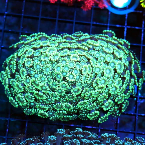 5x4 XL ULTRA GONIOPORA-SCOTT'S HANDPICKED FROM LA ULTRA SHOWPIECE GONIOPORA