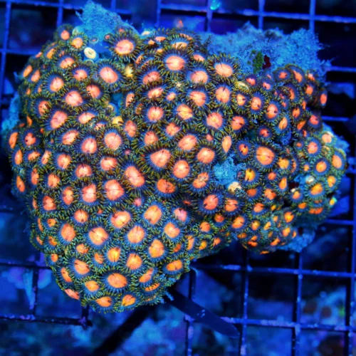 5x4 LARGE ZOANTHIDS-BEAUTIFUL ULTRA COLORED VERY VERY RARE COLORED INDO ZOANTHID-ULTRA FIRE!!!