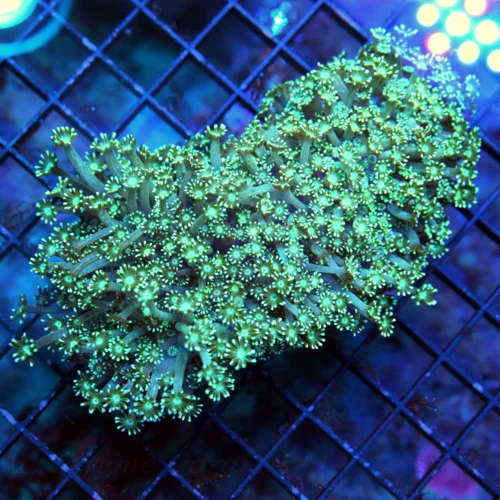 5.5x4 XL ULTRA GONIOPORA-SCOTT'S HANDPICKED FROM LA ULTRA SHOWPIECE GONIOPORA