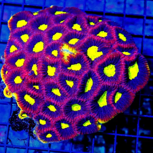 5X5 XL FAVIA-INSANE YELLOW RIMMED DRAGON SOUL XL ULTRA COLORED FAVIA-COLOR IS EXTREMELY BRIGHT!!