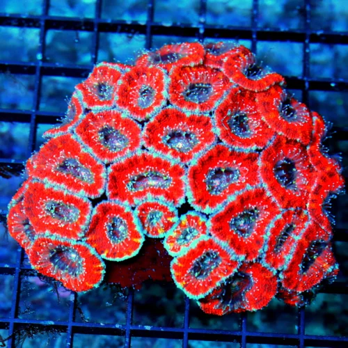 5x4 LARGE ACANTHASTREA-LARGE BAD TO THE BONE ULTRA COLORED ACANTHASTREA LORDHOWENSIS-COLOR IS AWES