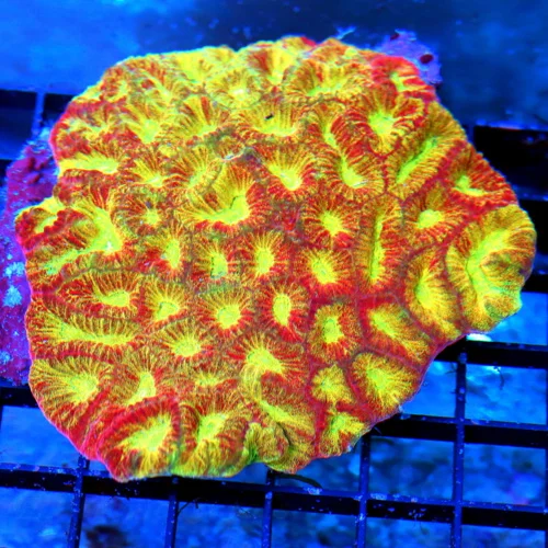 4.5X4.5 FAVIA-VERY VERY RARE COLOR ONE OF A KIND SHOWPIECE FAVIA DEFINATE COLLECTORS ITEM