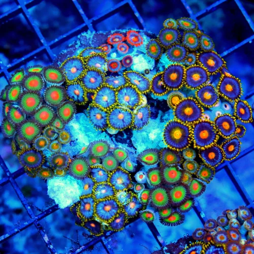 4X4 ULTRA COMBO ULTRA ZOANTHIDS-COLORS ON THE ROCK ARE INASEN-THERE ARE COLLECTOR ZOOS ON EVRY ROCK 