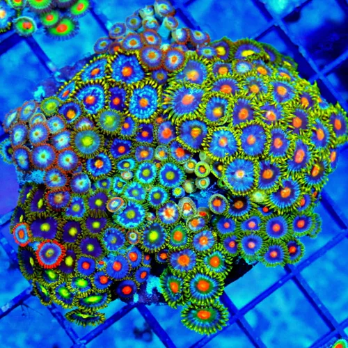 4X4 ULTRA COMBO ULTRA ZOANTHIDS-COLORS ON THE ROCK ARE INASEN-THERE ARE COLLECTOR ZOOS ON EVRY ROCK 