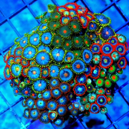 4X4 ULTRA COMBO ULTRA ZOANTHIDS-COLORS ON THE ROCK ARE INASEN-THERE ARE COLLECTOR ZOOS ON EVRY ROCK 