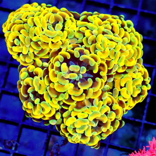 5.5X5.5 XXL CENTERPIECE BRANCHING HAMMER-COLOR OF THIS HAMMER IS VERY VERY SPECIAL-ULTRA COLLECTOR S