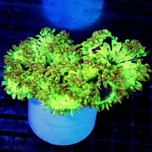 5.5X4 INDO ELEGANCE-SUPER SUPER PINK TIPPED ULTRA COLORED PERFECT PINK TIPPED ULTRA ELEGANCE