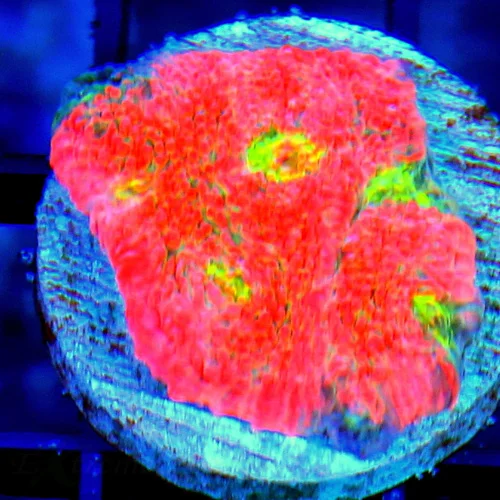 COLLECTOR ECHINOPHYLLIA CHALICE-JASON FOX PINK BOOBIES CHALICE-EACH EYE SELL FOR A HUNDRED OTHER PLA