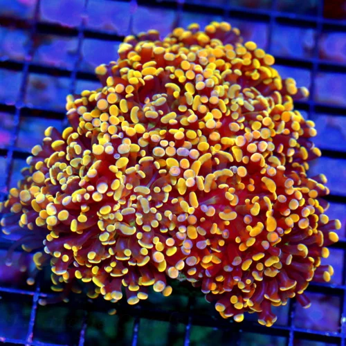 6x5 XXL BRANCHING HAMMER-TOTALLY INSANE MULTICOLORED ORANGE AND GOLD XXL ULTRA BRANCHING HAMMER-AWES