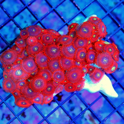 4.5x4 MAGICIAN PALYTHOAS-COLLECTORS ITEM ULTRA ULTRA COLORED VERY RARE MAGICIAN PALYTHOAS-AWESOME