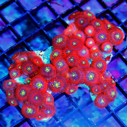 4.5x4 MAGICIAN PALYTHOAS-COLLECTORS ITEM ULTRA ULTRA COLORED VERY RARE MAGICIAN PALYTHOAS-AWESOME