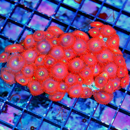 5x4 MAGICIAN PALYTHOAS-COLLECTORS ITEM ULTRA ULTRA COLORED VERY RARE MAGICIAN PALYTHOAS-AWESOME