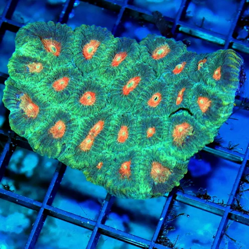 3.5 FAVIA CORAL - HANDPICKED SUPER COLORED ORANGE EYED SHOWPIECE FAVIA CORAL