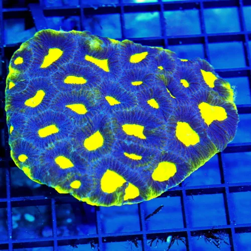 4.5x4.5 FAVIA CORAL - DARK PURPLE PREDATOR'S BLOOD YELLOW FAVIA CORAL