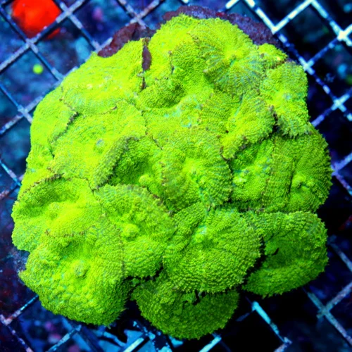 5X4.5 RHODACTIS MUSHROOM-SUPER SUPER NEON GREEN ULTRA COVERED RHODATIS MUSHROOM COLONY