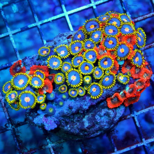 4X3 ULTRA ZOANTHID-STUNNING COMBO COLORED ZOANTHID-VERY VERY SPECIAL COMBO