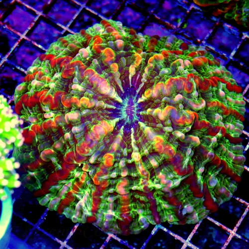 6X6 XL MASTER INDOPHYLLIA-HANDPICKED ULTRA COLLECTORS ITEM SHWOPIECE MASTER INDOPHYLLIA