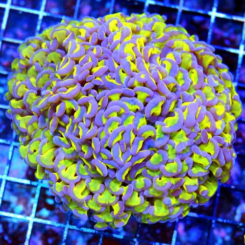 5X5 ULTRA HAMMER-GLOWING PURPLE HEADS SCREAMING NEON GREEN TENTACLED ULTRA AUUSIE FAT HEAD HAMMER