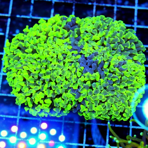 5.5X5.5 ULTRA HAMMER-VERY VERY SPECIAL COLOR!!! SUPER LEMONLIME YELLOW PURPLE SPLASHED XXL FAT HEAD 