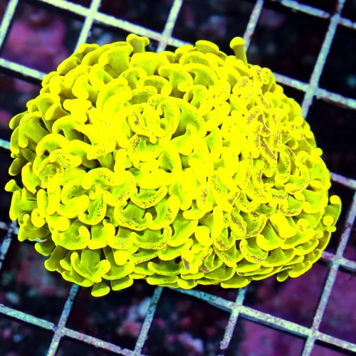 4.5X3  BRANCHING HAMMER-HIGHLIGHTER NEON YELLOW ULTRA COLORED AUSSIE BRANCHING HAMMER