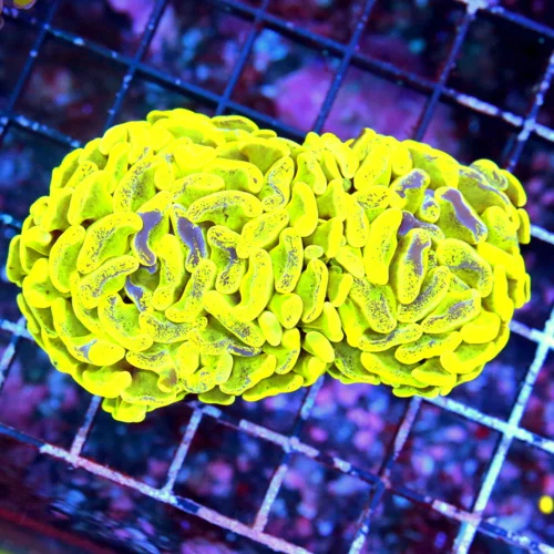 4X3  BRANCHING HAMMER-HIGHLIGHTER NEON YELLOW PURPLE SPLASHED ULTRA COLORED AUSSIE BRANCHING HAMMER