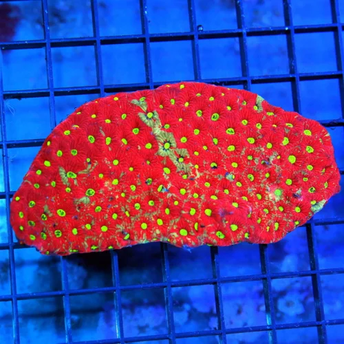 5.5x3 FAVITES CORAL - LEMON LIME YELLOW EYED SUPER NEON RED WAR CORAL FAVITES CORAL