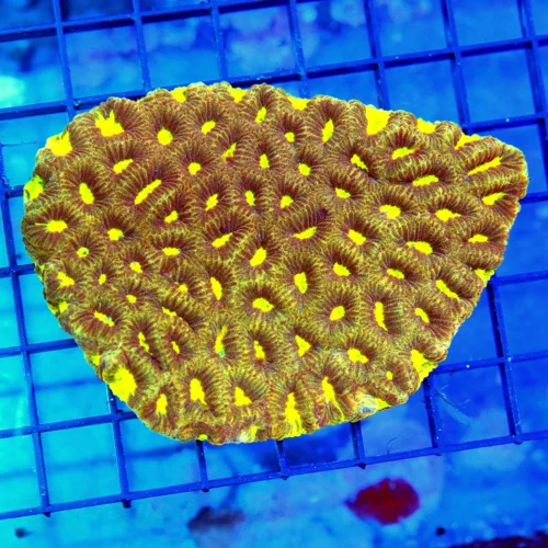 4.5x4 FAVIA CORAL - EXTREMELY RARE COLORED YELLOW EYED ULTRA GRADE FAVIA CORAL