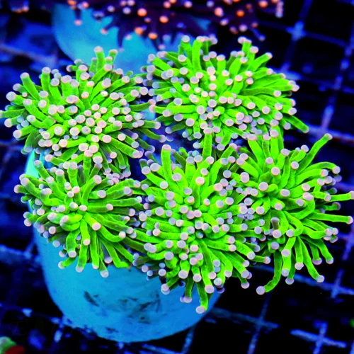 5.5X5.5 XXL TORCH-SCOTT'S HANDPICKED ULTRA GLOWING TOXIC GREEN NEON PINK TIPPED COTTON CANDY