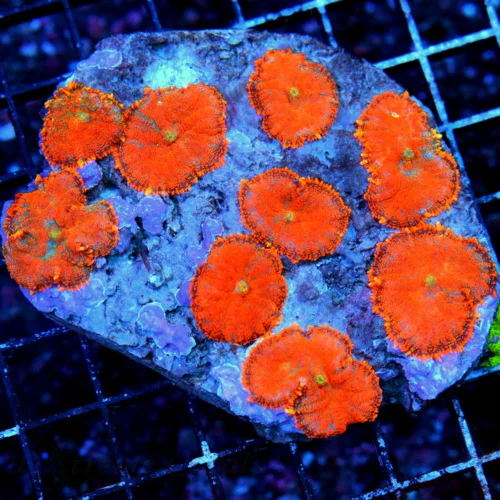 4.5X4 RHODACTIS MUSHROOM-ULTRA ULTRA ORANGE SUPER COLORED SHOWPIECE RHODATIS MUSHROOM COLONY