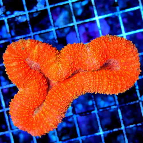 4.5X4 LOBOPHYLLIA-AWESOME PINK CENTERED GLOWING FROM ACROOS THE ROOM REDORANGE ULTRA INSO LOBOPHYLLI