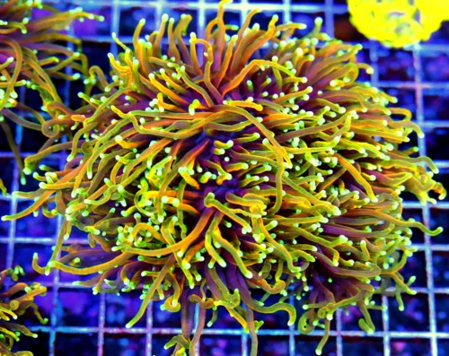 6.5X6.5 GIANT XXL ULTRA TORCH-ULTIMATE ULTRA GRADE HELLFIRE MORPH COLLECTORS ITEM OUTRAGEOUS COLOR S