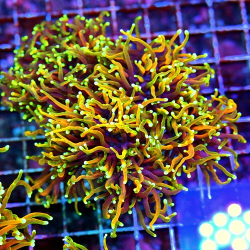 6.5X6 GIANT XXL ULTRA TORCH-ULTIMATE ULTRA GRADE HELLFIRE MORPH COLLECTORS ITEM OUTRAGEOUS COLOR SIZ