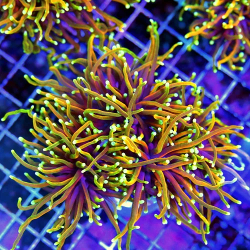 6X5.5 GIANT XXL ULTRA TORCH-ULTIMATE ULTRA GRADE HELLFIRE MORPH COLLECTORS ITEM OUTRAGEOUS COLOR SIZ