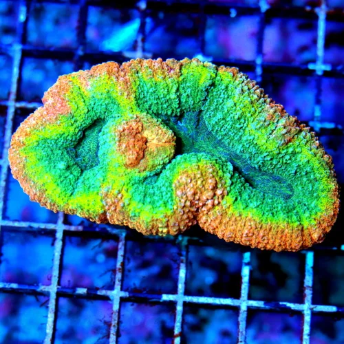 4X3 ULTRA LOBOPHYLIA-BEAUTIFUL ULTRA COLOR TRICOLORED SHOWPIECE AUSSIE LOBOPHYLLIA