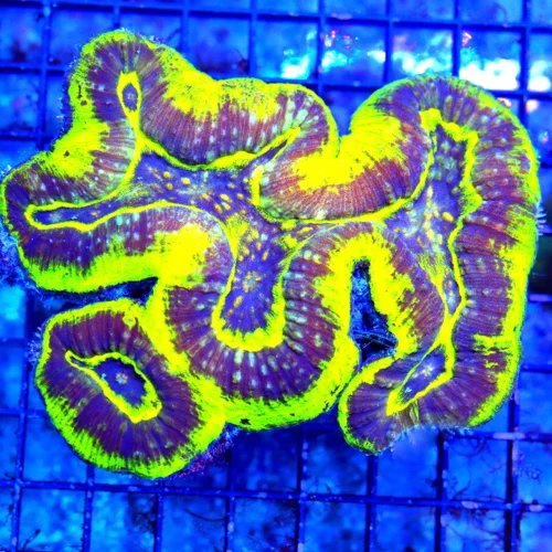 6X5.5 XXL ULTRA LOBOPHYLLIA-ONE OF A KND COLOR SHOWPIECE LOBOPHYLLIA-THIS IS INCREDIBLE
