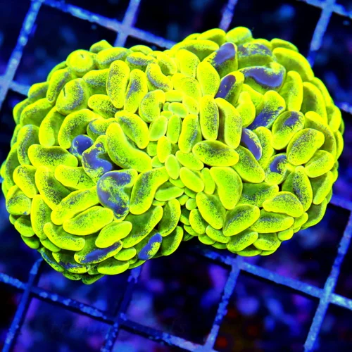 3.5 BRANCHING HAMMER-HIGHLIGHTER NEON YELLOW PURPLE SPLASHED ULTRA COLORED AUSSIE BRANCHING HAMMER