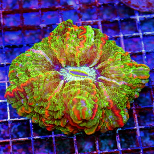 5.5X5.5 XL MASTER INDOPHYLLIA-HANDPICKED ULTRA COLLECTORS ITEM SHWOPIECE MASTER INDOPHYLLIA