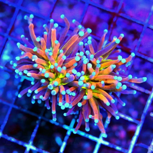 3.5" ULTIMATE COLLECTORS TORGH-"TIGER NY KNICKS" VERY VERY RARE SPECIMEN EXTREMELY NICE!!