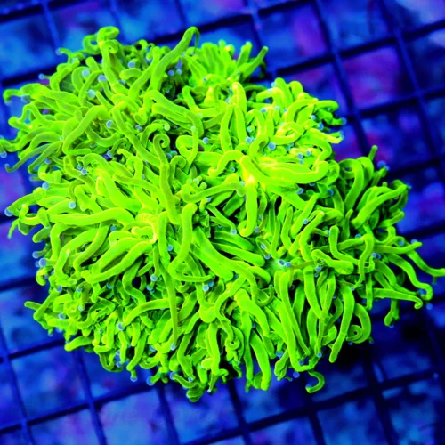 5.5Z5.5 XXL TORCH-SCOTT'S HANDPICKED ULTRA GLOWING TOXIC GREEN NEON BLUE TIPPED COTTON CANDY