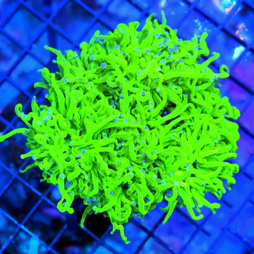 5.5X5.5 XXL TORCH-SCOTT'S HANDPICKED ULTRA GLOWING TOXIC GREEN NEON BLUE TIPPED COTTON CANDY