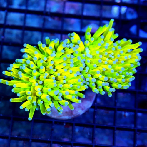 4.5" ULTIMATE COLLECTOR TORCH-"KALIMANTAN HG TORCH" I HAVE NEVER BEEN ABLE TO BUY ONE-THIS IS BEST C